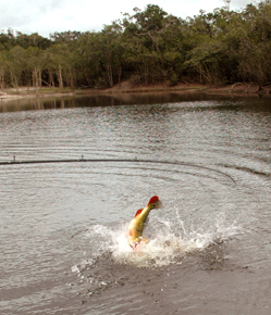 Jumpin' Jufari Peacock