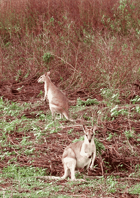 Australia Natives