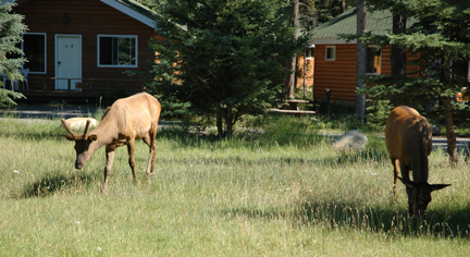 Elk at Pine Bungalows