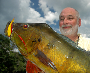 Venezuela Peacock Bass