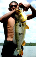 Peacock bass Nhumunda River Brazil