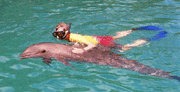 Palau Dolphin Encounter