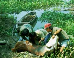 Peru Amazon Paiche Fish - Larsen's Adventure Travel magazine