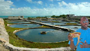 Conch Farm