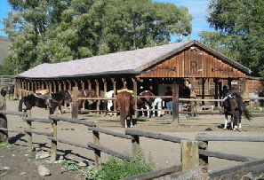 Horses ready for the ride