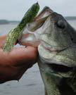 Largemouth bass with tube jig