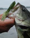 Largemouth bass with tube jig