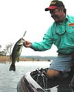 Largemouth bass - Lake Ouachita