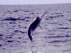 Blue Marlin jumping