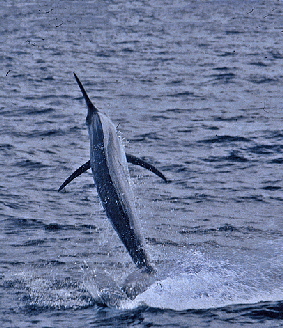 Jumping Marlin