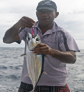 Fiji Bonito