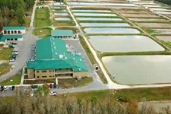 bASS hATCHERY