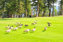 Canada Geese on golf course