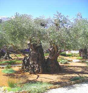 Jerusalem Gethsemane