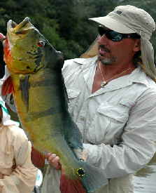 George Sammut peacock