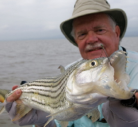 Larry's Tiger Fish