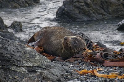 seal colony