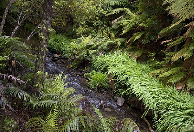 nature trail