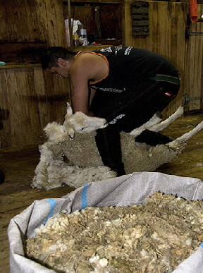 sheep shearing