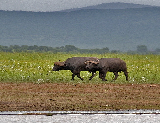 CapeBuffalo