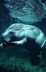 Manatee book photo by Timothy O'Keefe