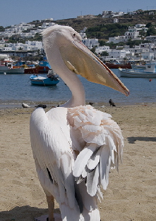 Mykonos Pelican