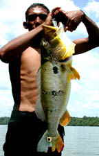 Peacock bass Nhumunda River Brazil