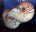 Palau Aquarium