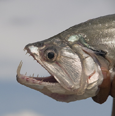 Payara