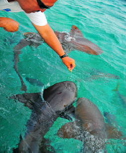 Feeding the nurse sharks