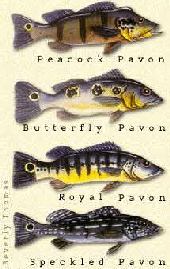 peacock species identificattion
