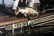 10-pound Bass by Larry Larsen