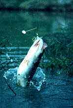 largemouth bass jumping by Larry larsen