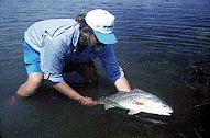 redfish release photo by Larry Larsen