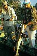 Fishing with Larry Larsen - Amazon Catfish