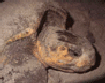 Sea Turtle book photo by O'Keefe